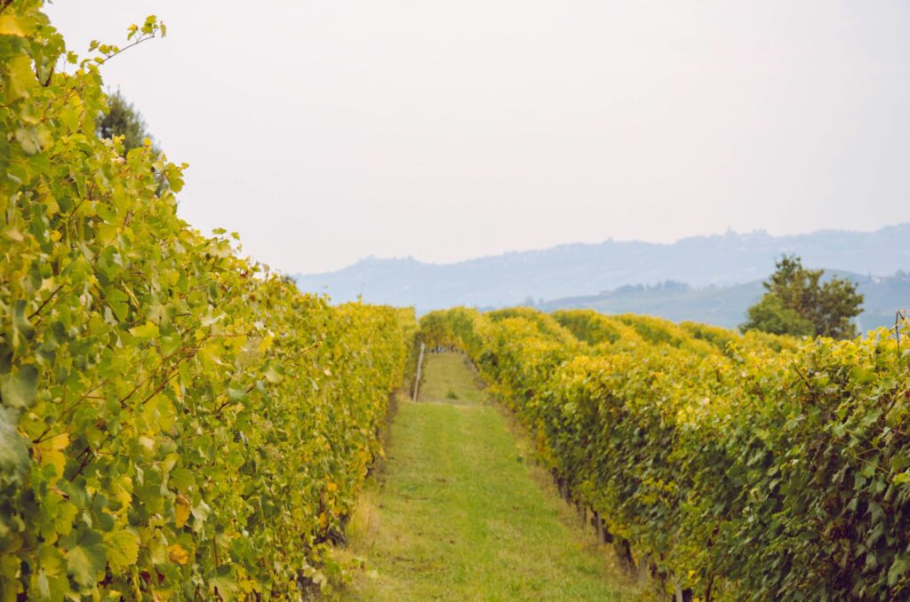 Billede af vinmarker i Sessame, Italien